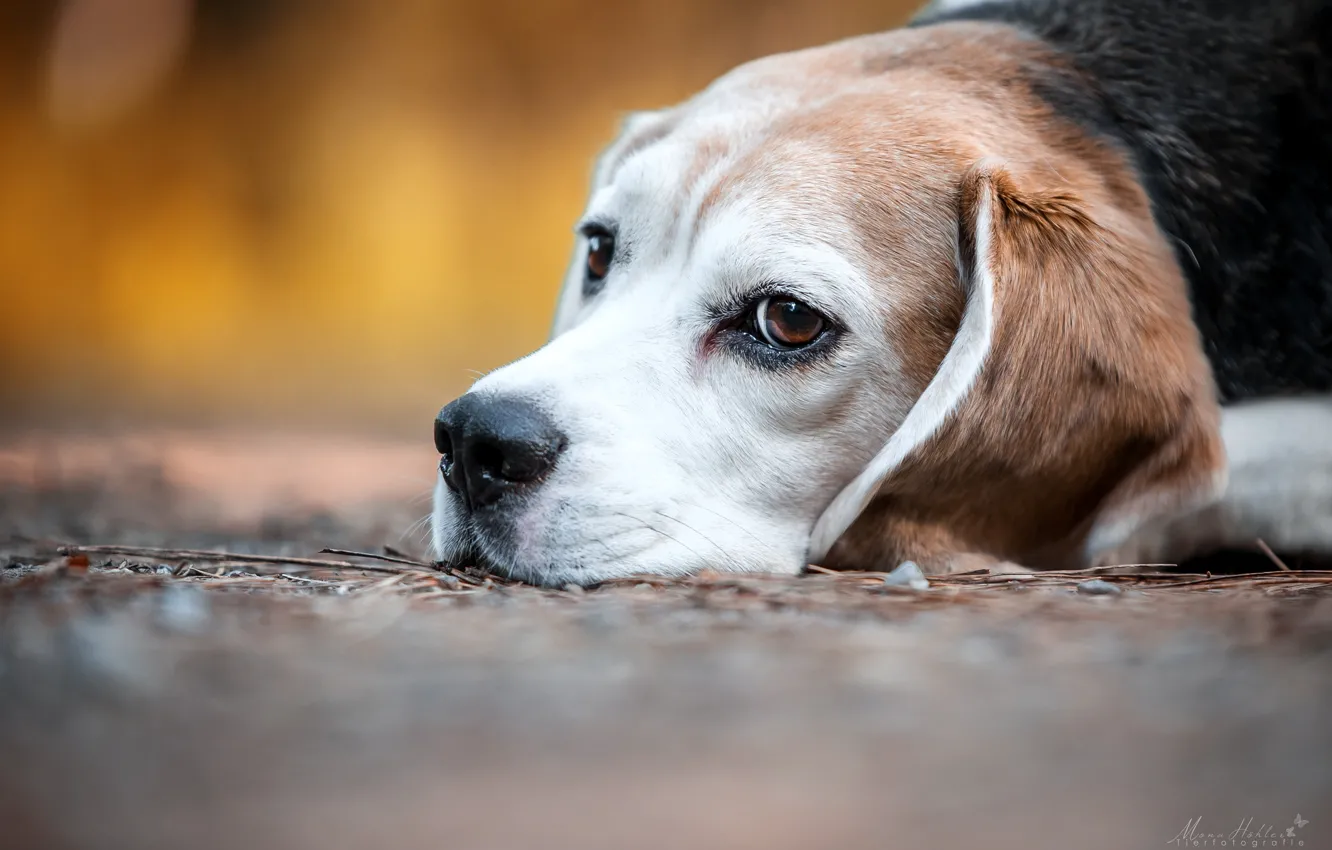 Photo wallpaper look, face, dog, bokeh, Beagle