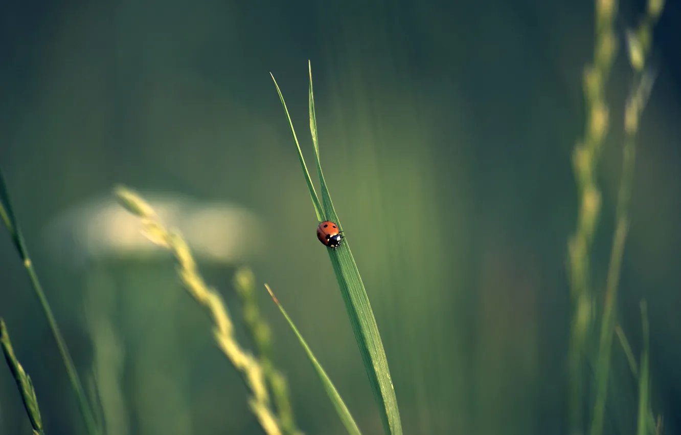 Photo wallpaper grass, ladybug, spikelets, insect, bokeh