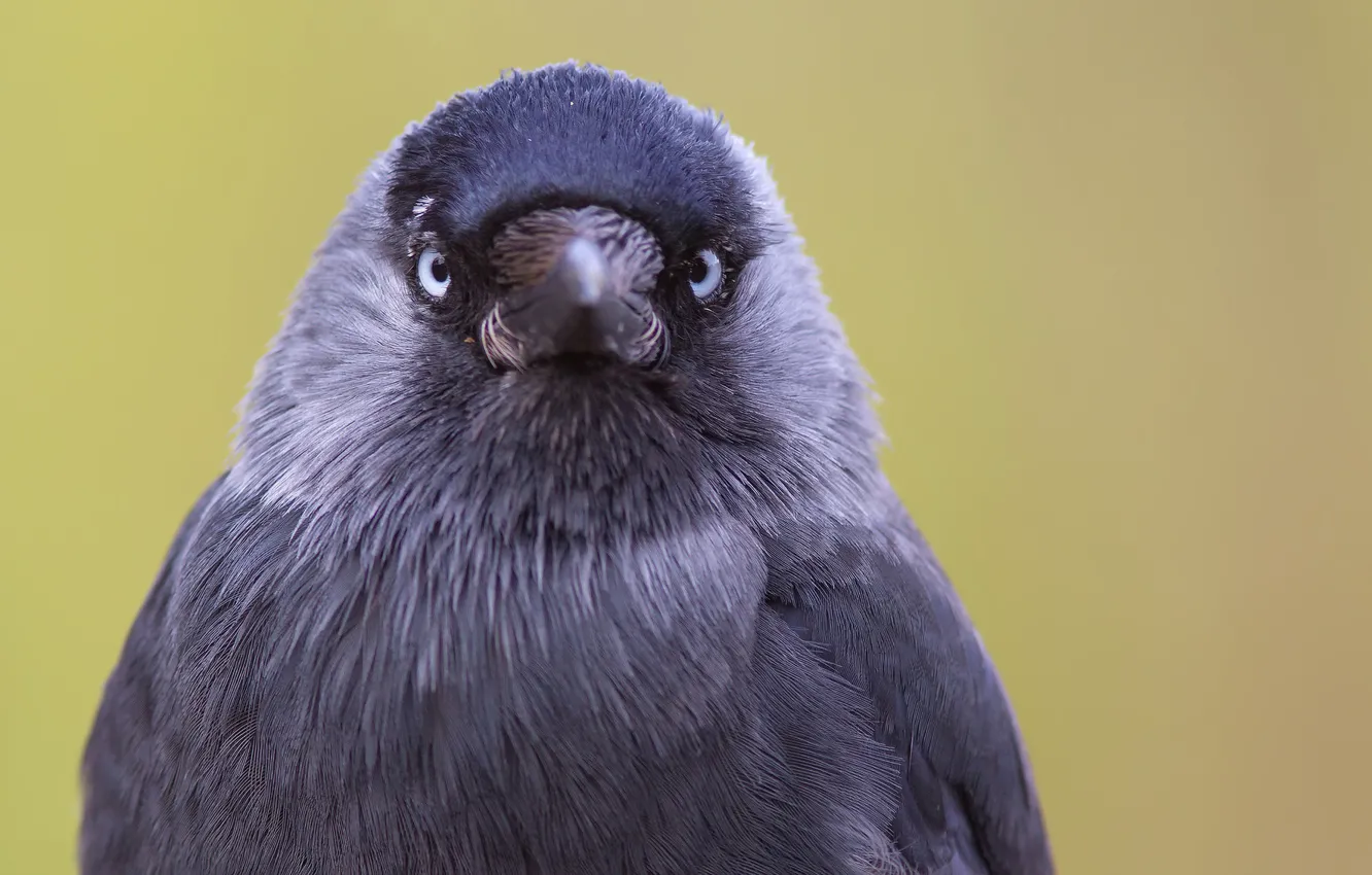 Photo wallpaper background, bird, Eye contact