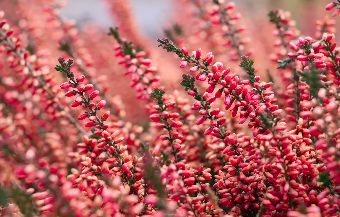 Photo wallpaper flower, garden, blooming