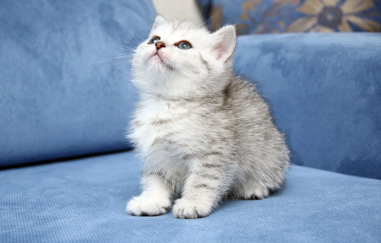 Photo wallpaper cat, kitty, cute
