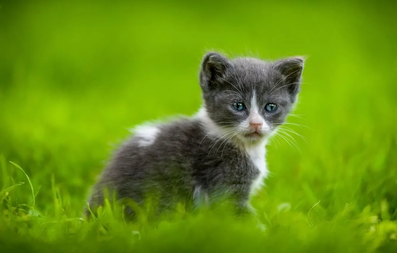 Photo wallpaper cat, grass, kitty, grey, glade, baby, muzzle, kitty
