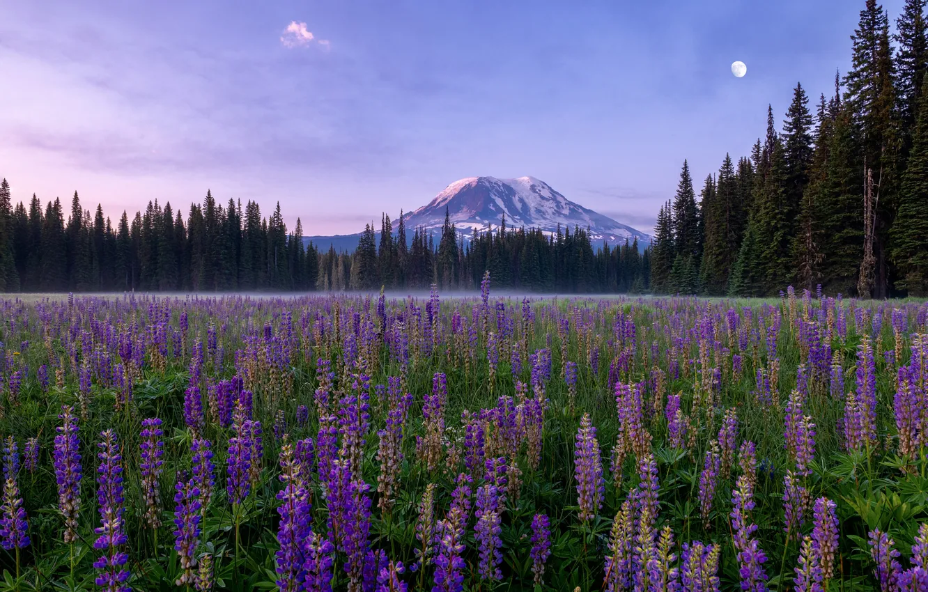 Photo wallpaper field, forest, the sky, flowers, mountains, fog, the moon, morning