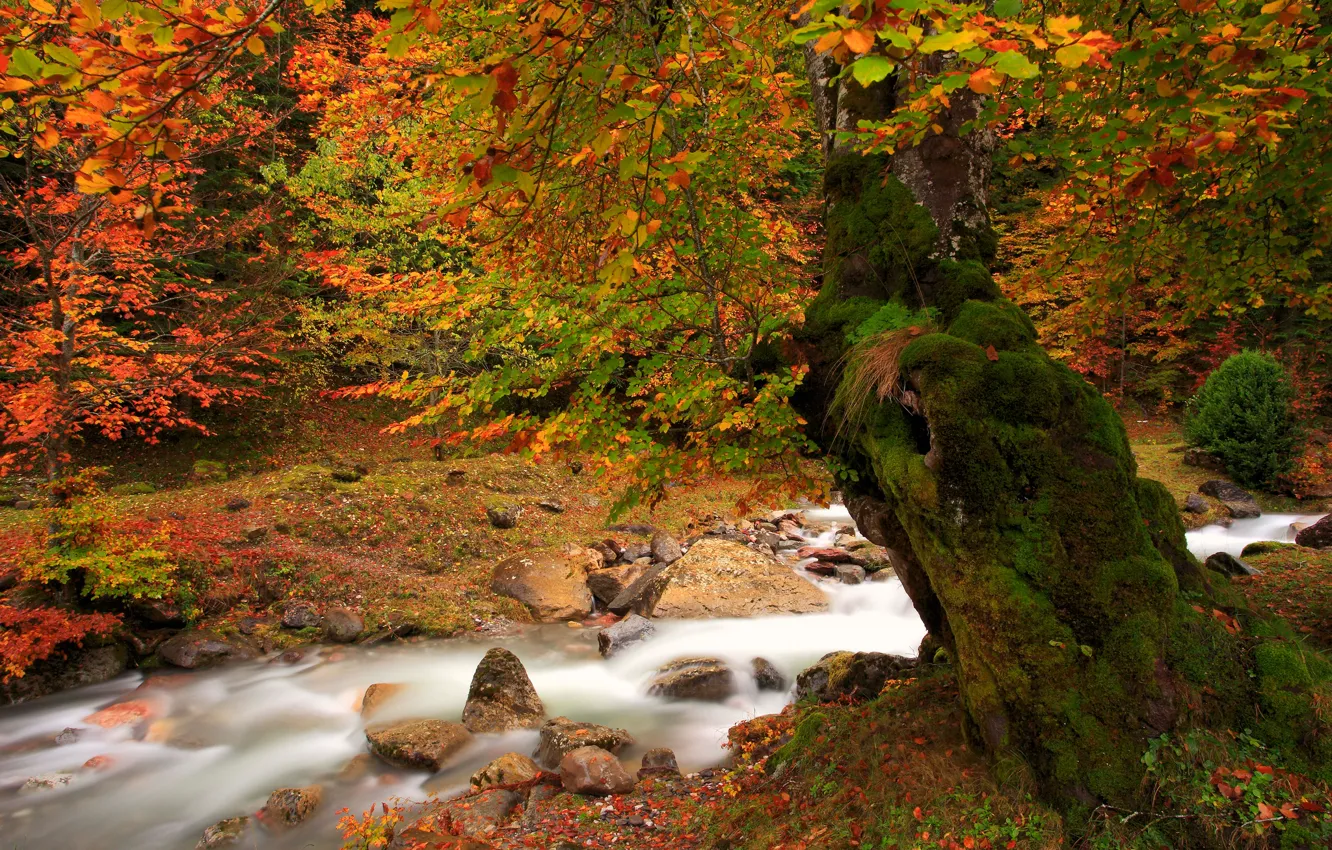 Photo wallpaper nature, river, tree, paint, foliage, moss, Autumn