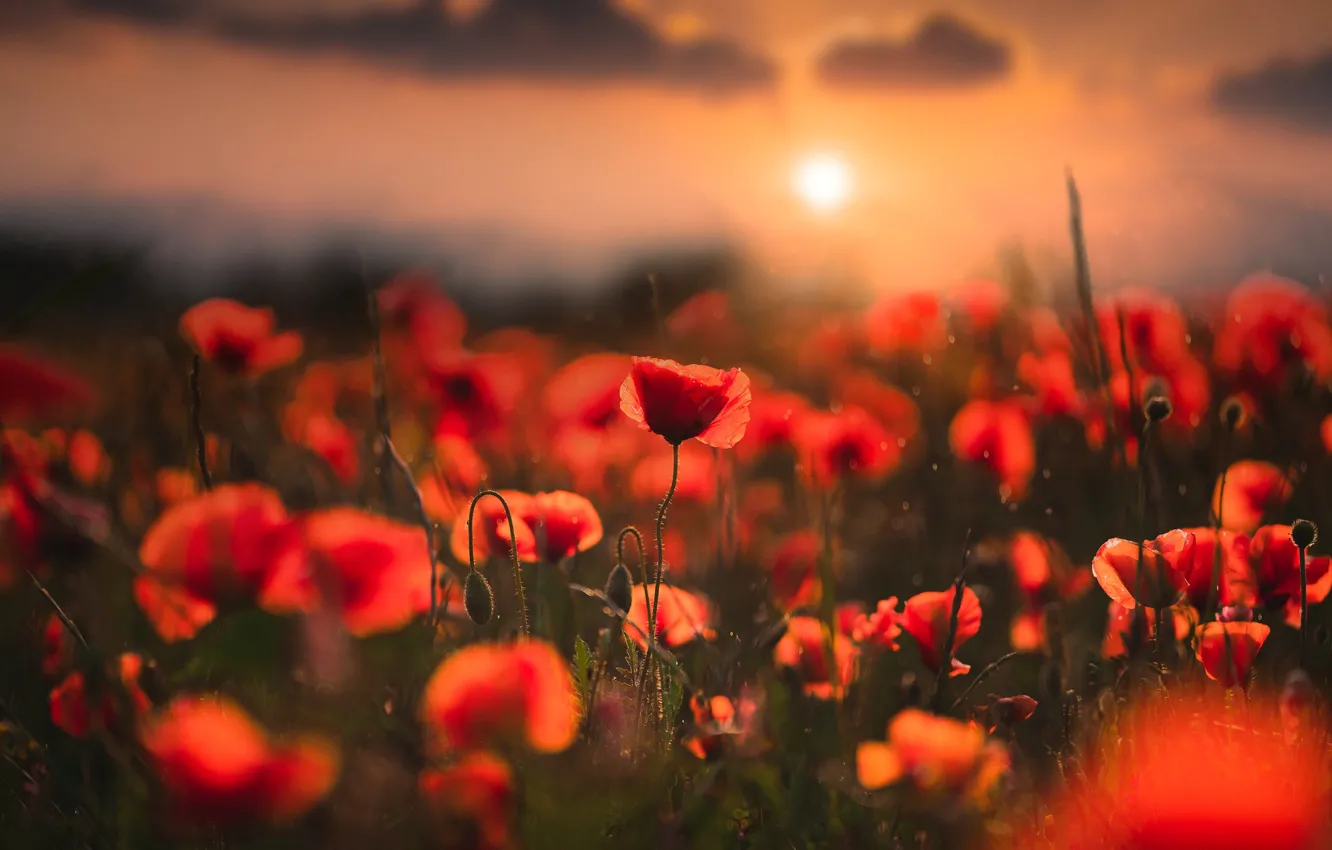Photo wallpaper field, summer, the sun, clouds, landscape, sunset, flowers, nature