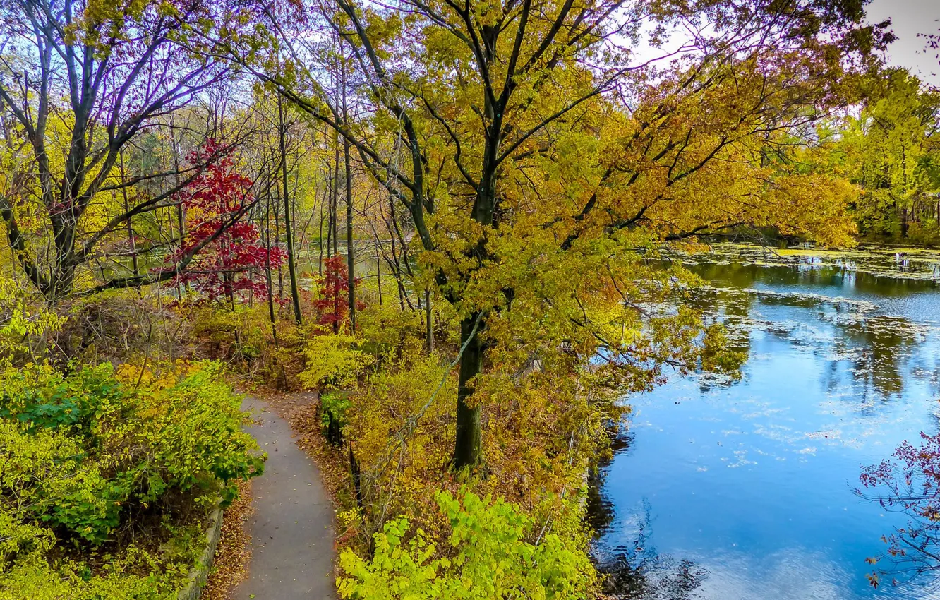 Photo wallpaper autumn, leaves, trees, pond, track