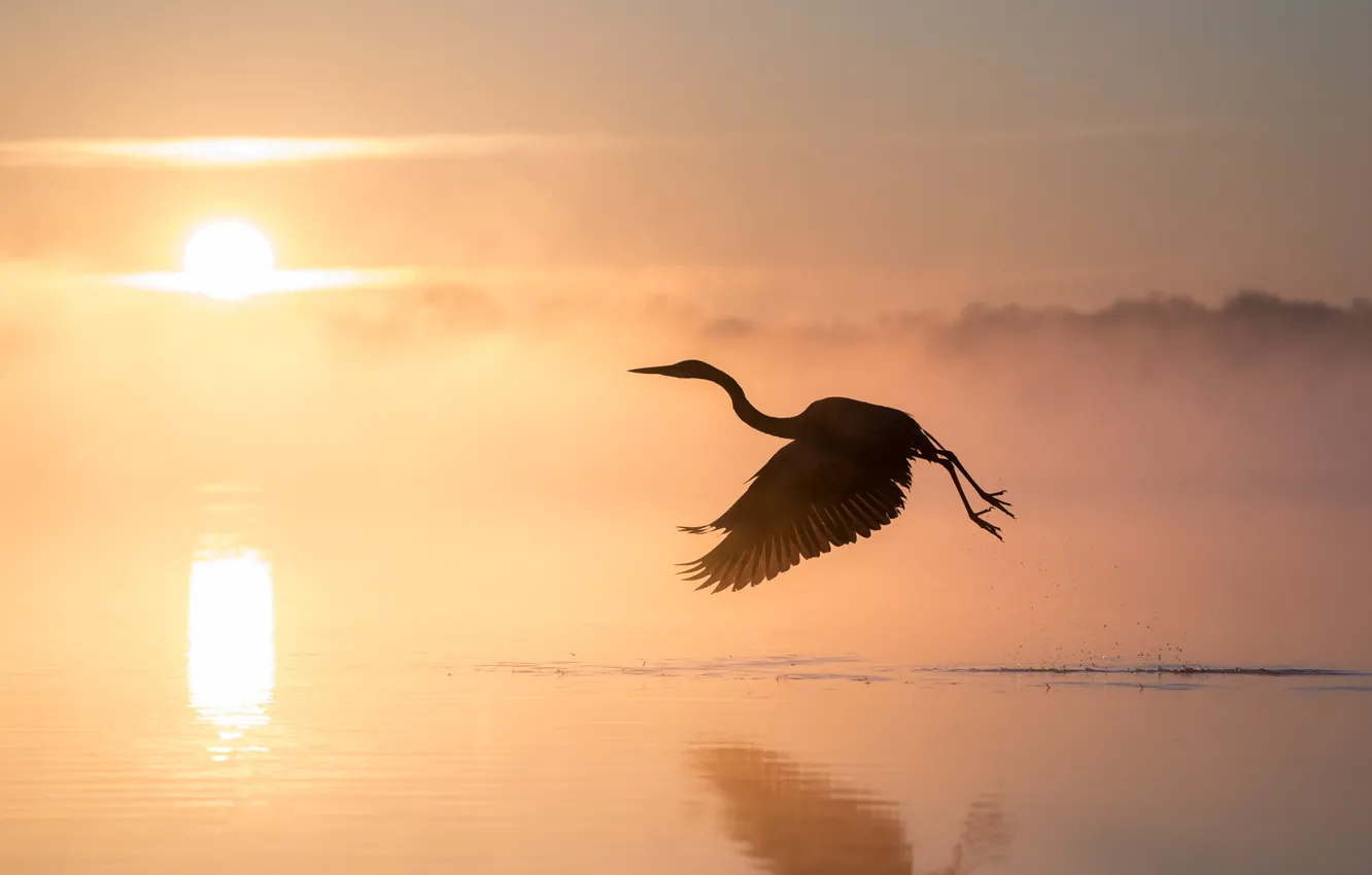Photo wallpaper fog, dawn, bird, pond, Heron