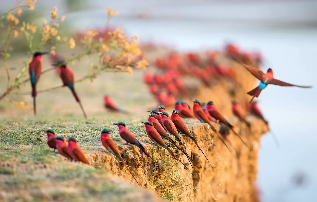 Photo wallpaper rocks, bird, pack, pouloudi