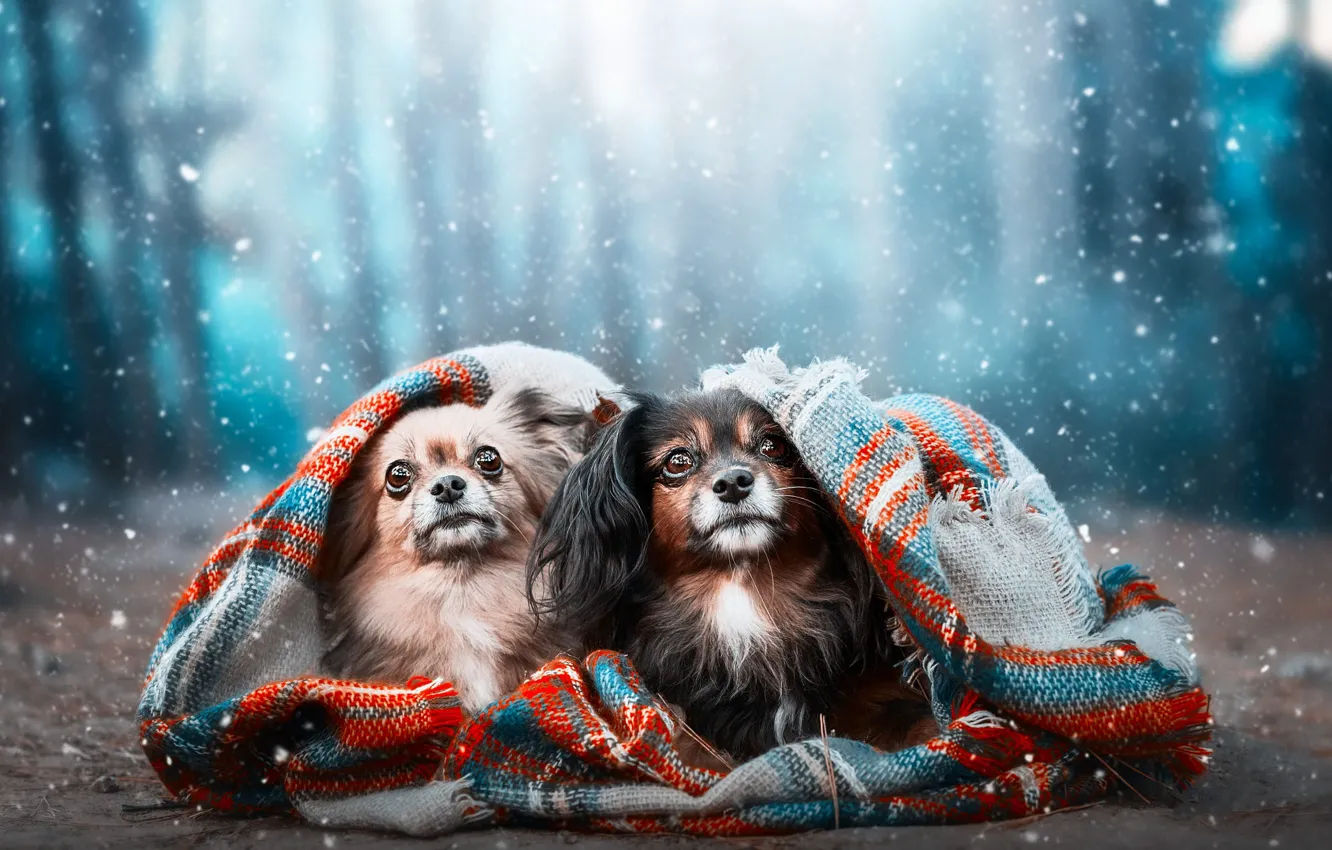 Photo wallpaper winter, forest, look, snow, nature, pose, Park, dog