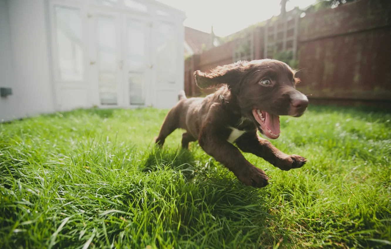 Photo wallpaper joy, dog, running, puppy, weed