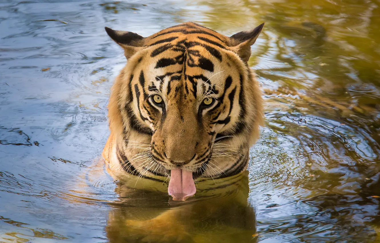 Photo wallpaper language, eyes, water, tiger, drinking