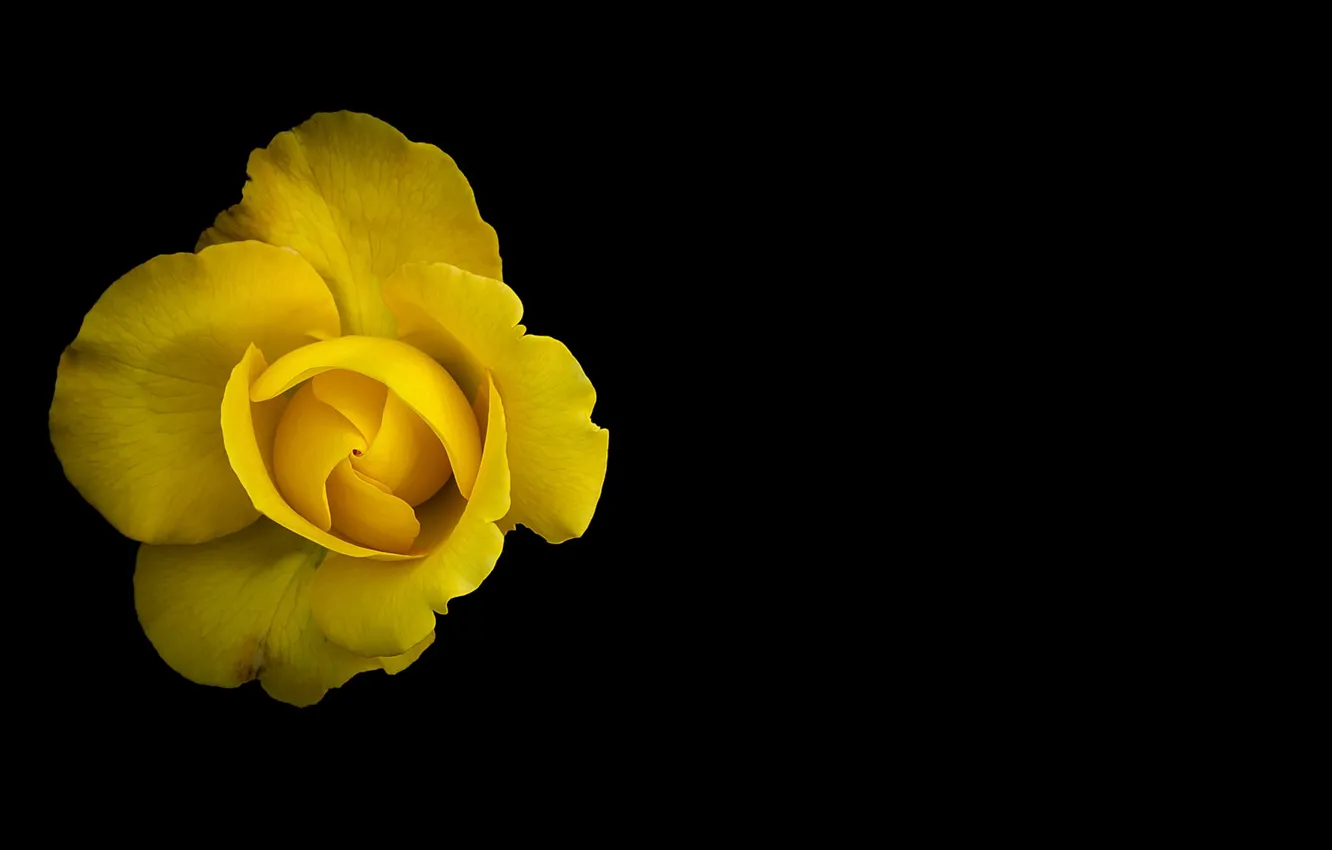 Photo wallpaper flowers, background, color