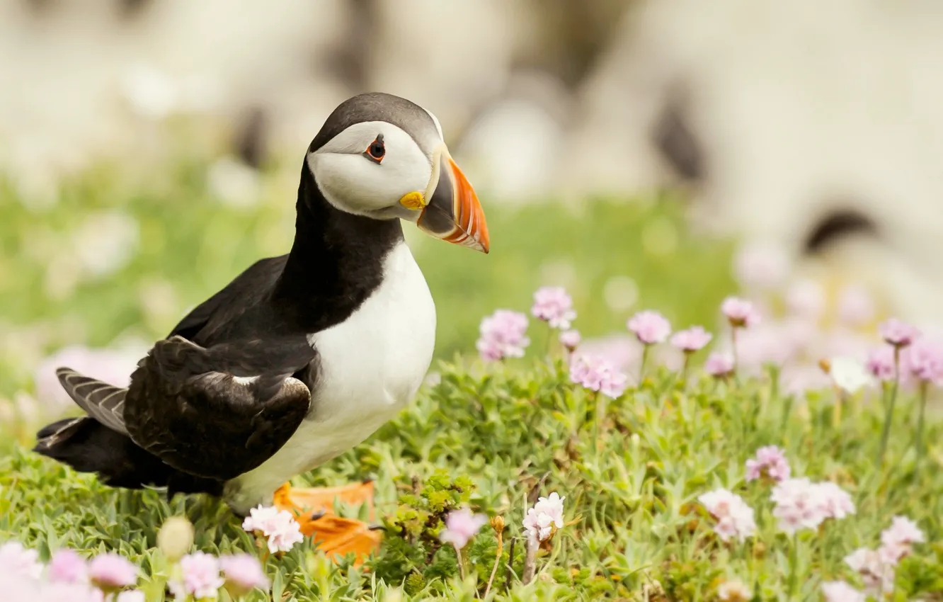 Photo wallpaper flowers, nature, bird, color, stalled