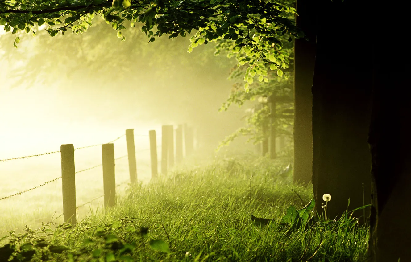 Photo wallpaper forest, grass, trees, fog, dandelion, lawn, the fence, morning