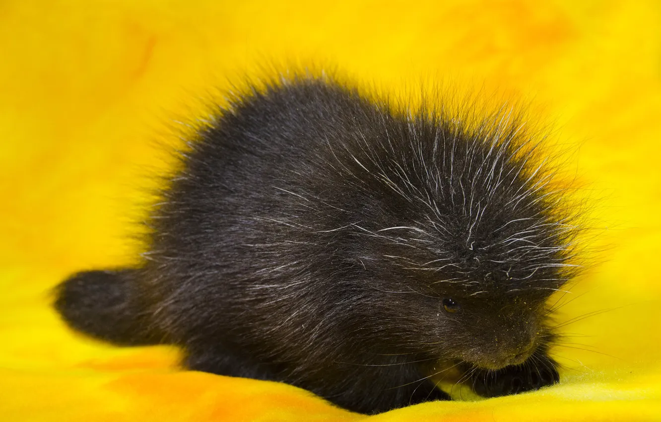Photo wallpaper animal, porcupine, Porcupin