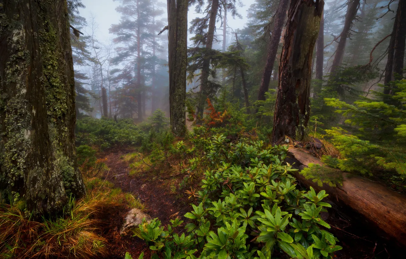 Photo wallpaper forest, trees, nature, fog, Alexander Plekhanov