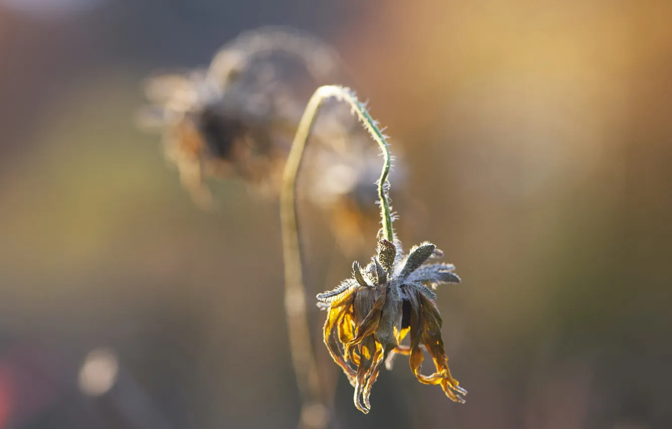 Photo wallpaper autumn, flowers, nature