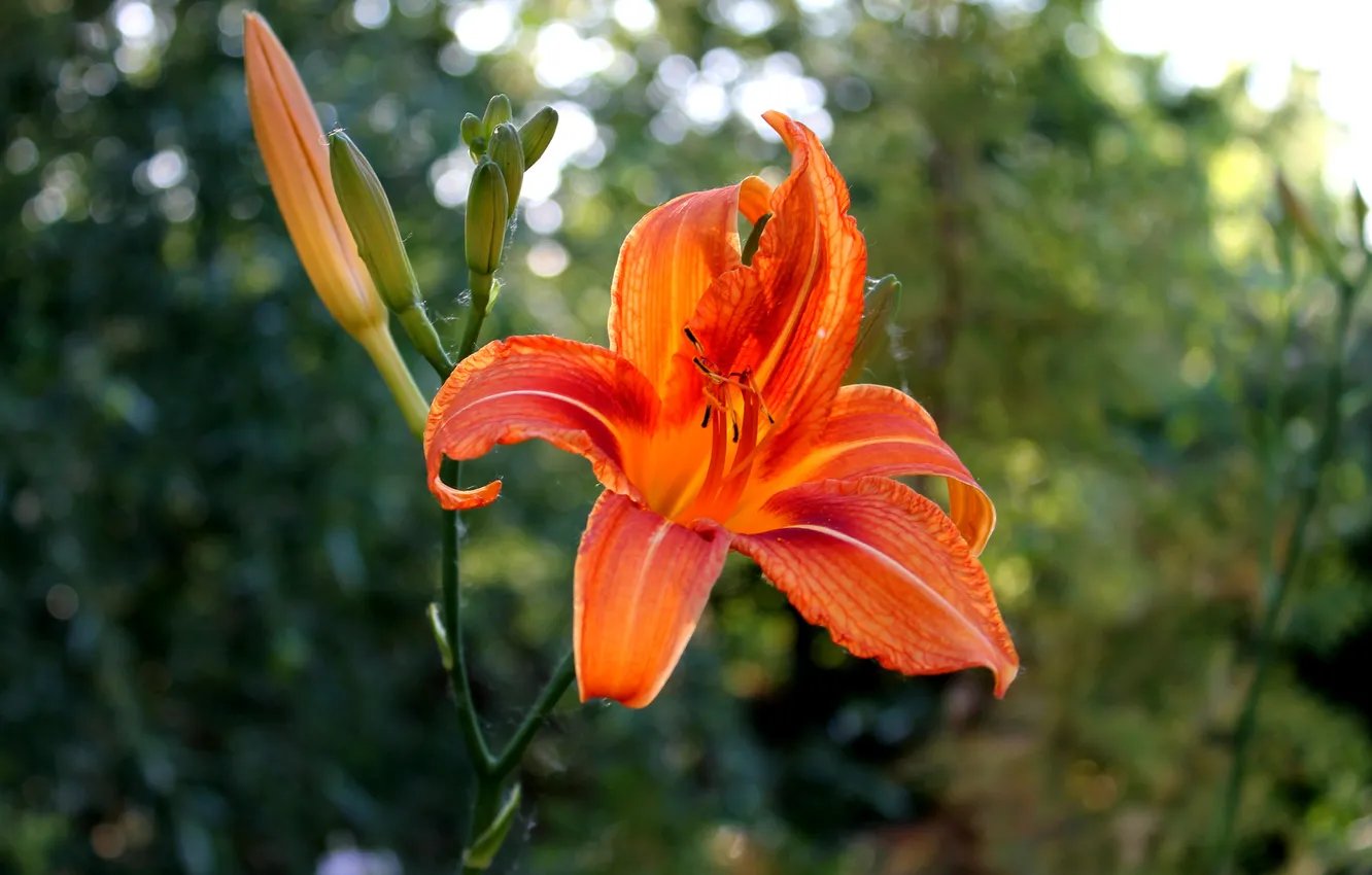 Photo wallpaper macro, flowers, Lily