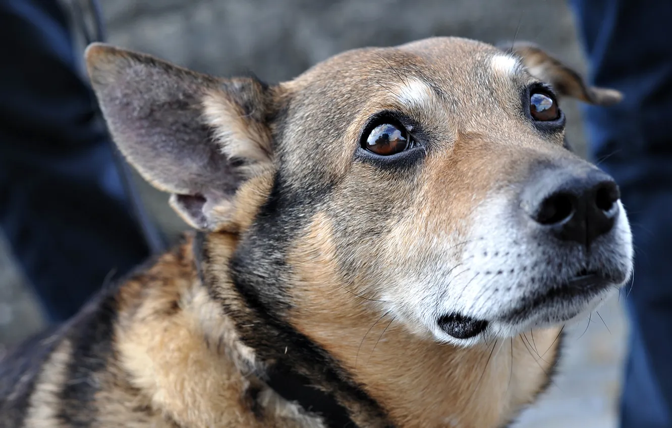 Photo wallpaper sadness, look, dog