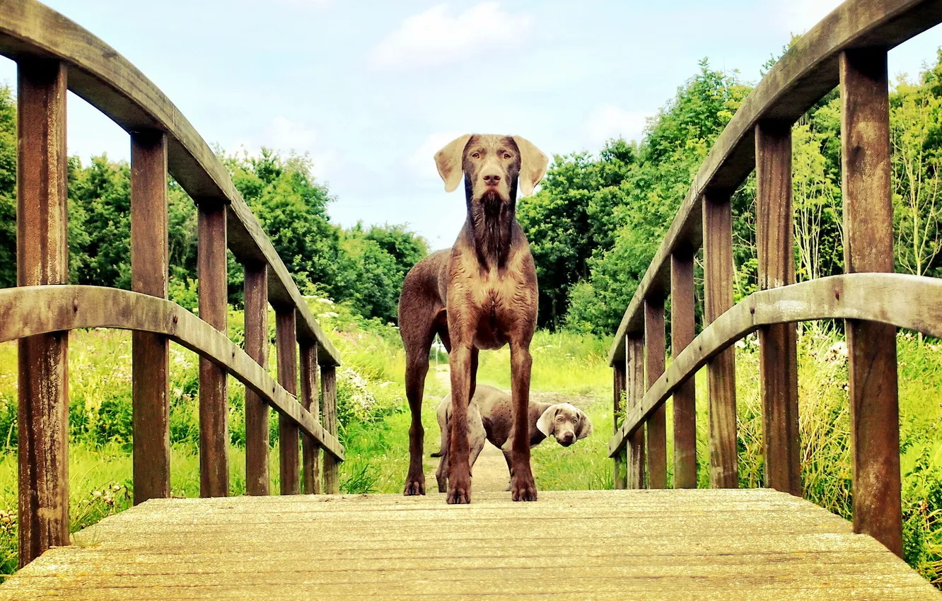 Photo wallpaper look, bridge, dog, Mogi Honden Fotografie