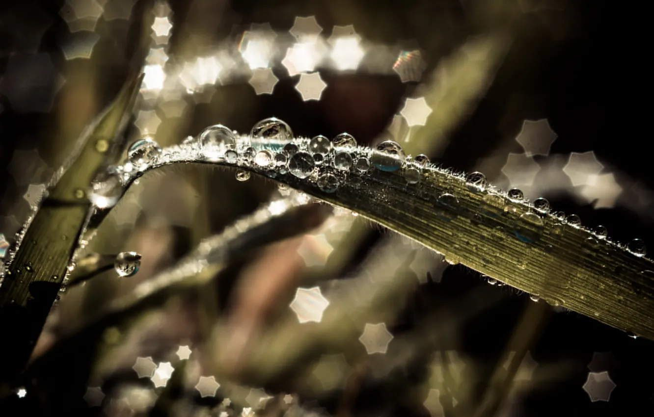 Photo wallpaper grass, drops, macro