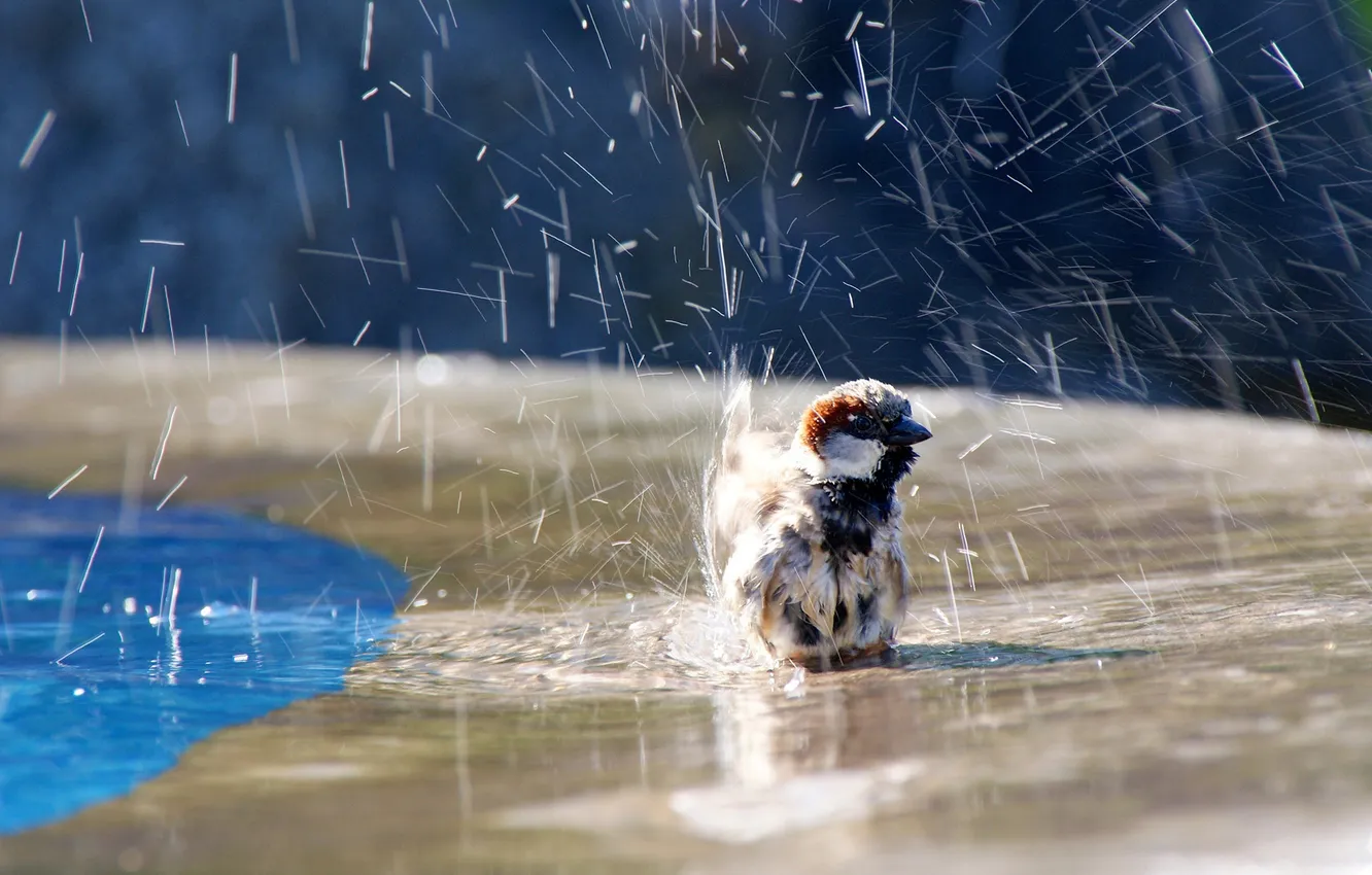Photo wallpaper water, squirt, bird, bathing, Sparrow