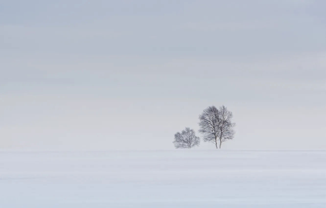 Photo wallpaper snow, tree, horizon