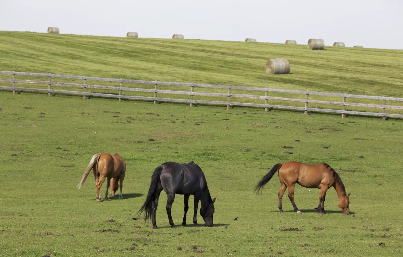 Photo wallpaper horses, farm, hay, wood fence
