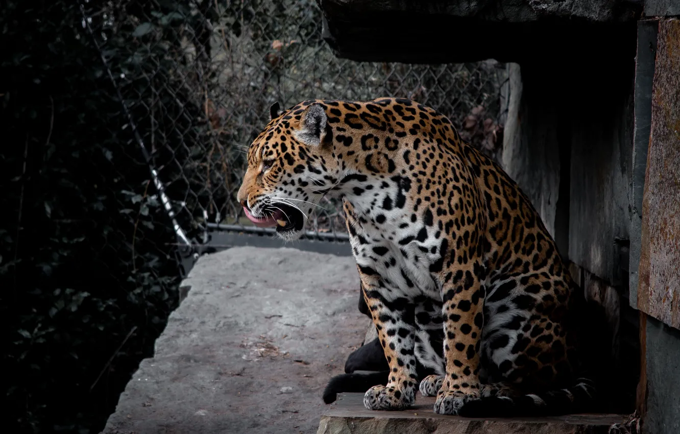 Photo wallpaper language, stones, Jaguar, sitting