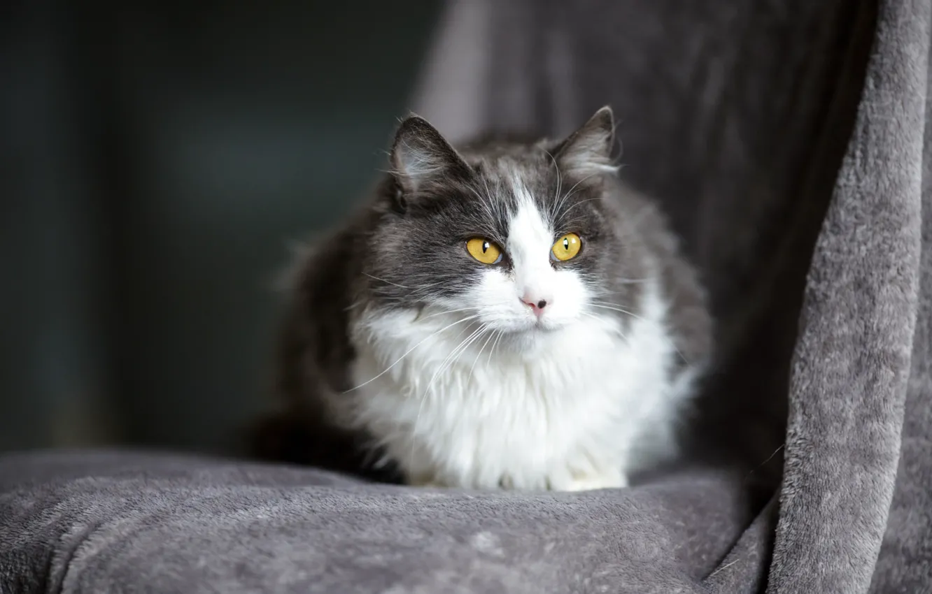 Photo wallpaper cat, cat, look, muzzle, grey, yellow eyes, fluffy, smoky