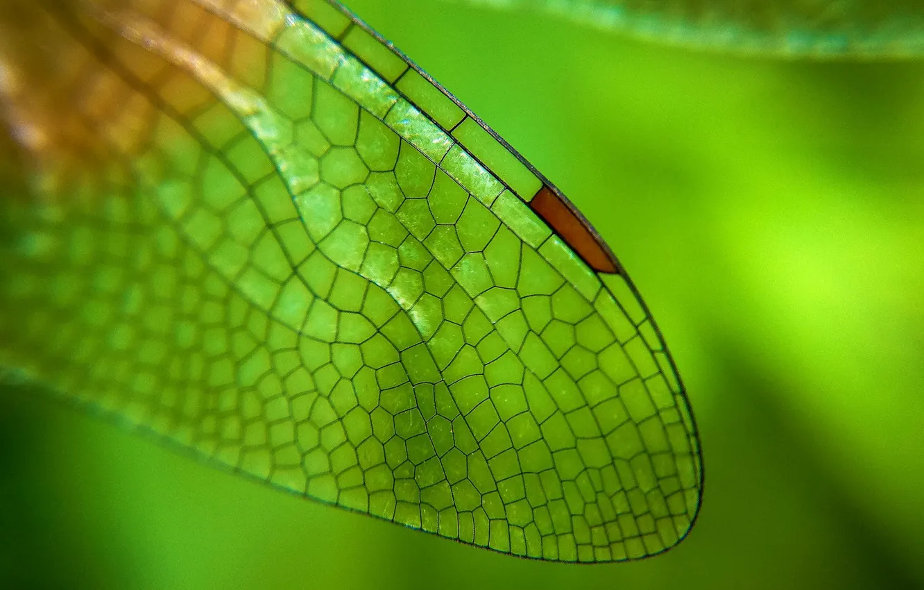 Photo wallpaper nature, wings, dragonfly