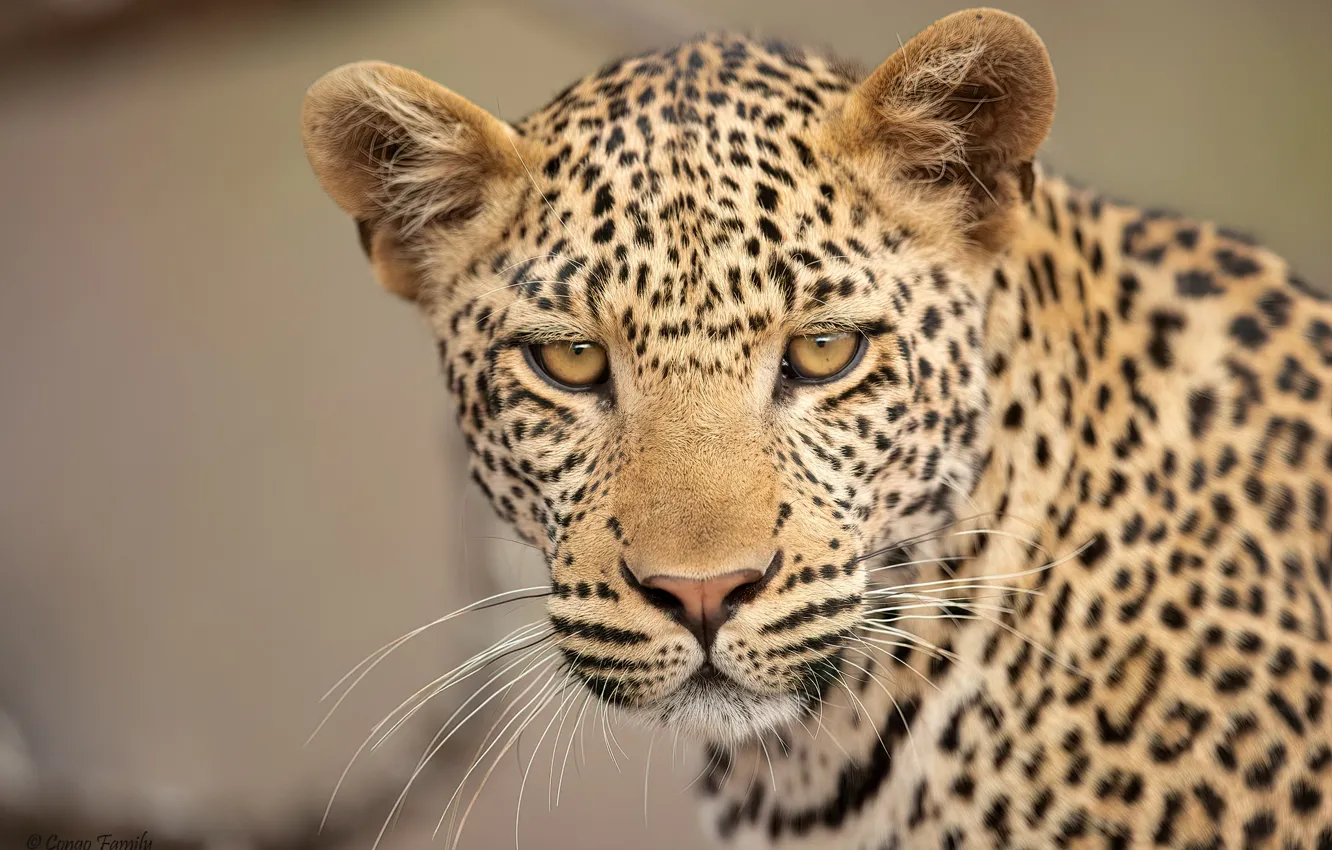 Photo wallpaper look, face, background, portrait, leopard