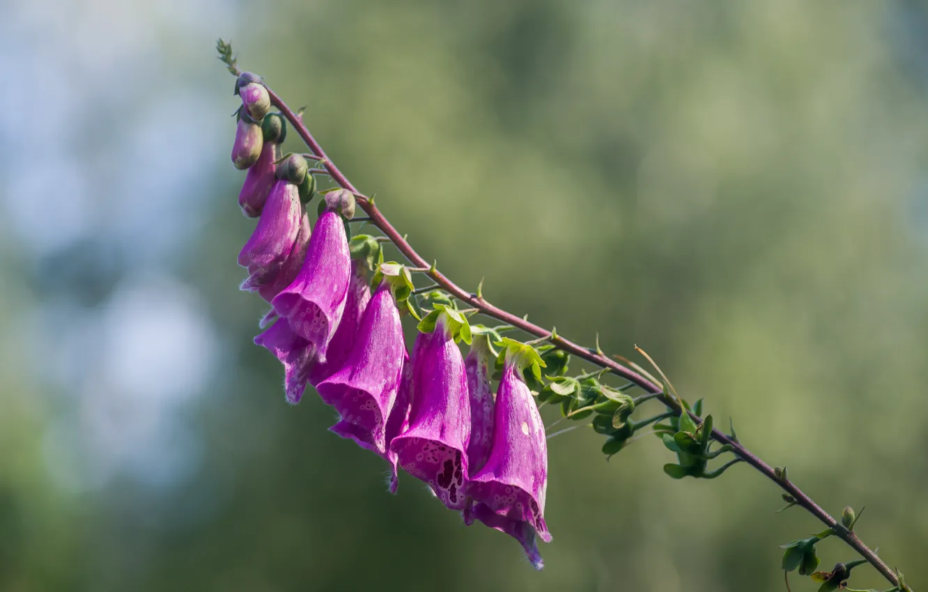 Photo wallpaper summer, flowers, bokeh, digitalis