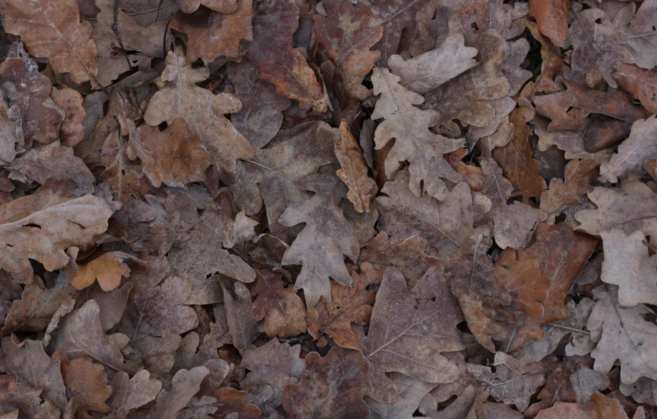 Photo wallpaper autumn, leaves, ice, brown, oak, oak grove