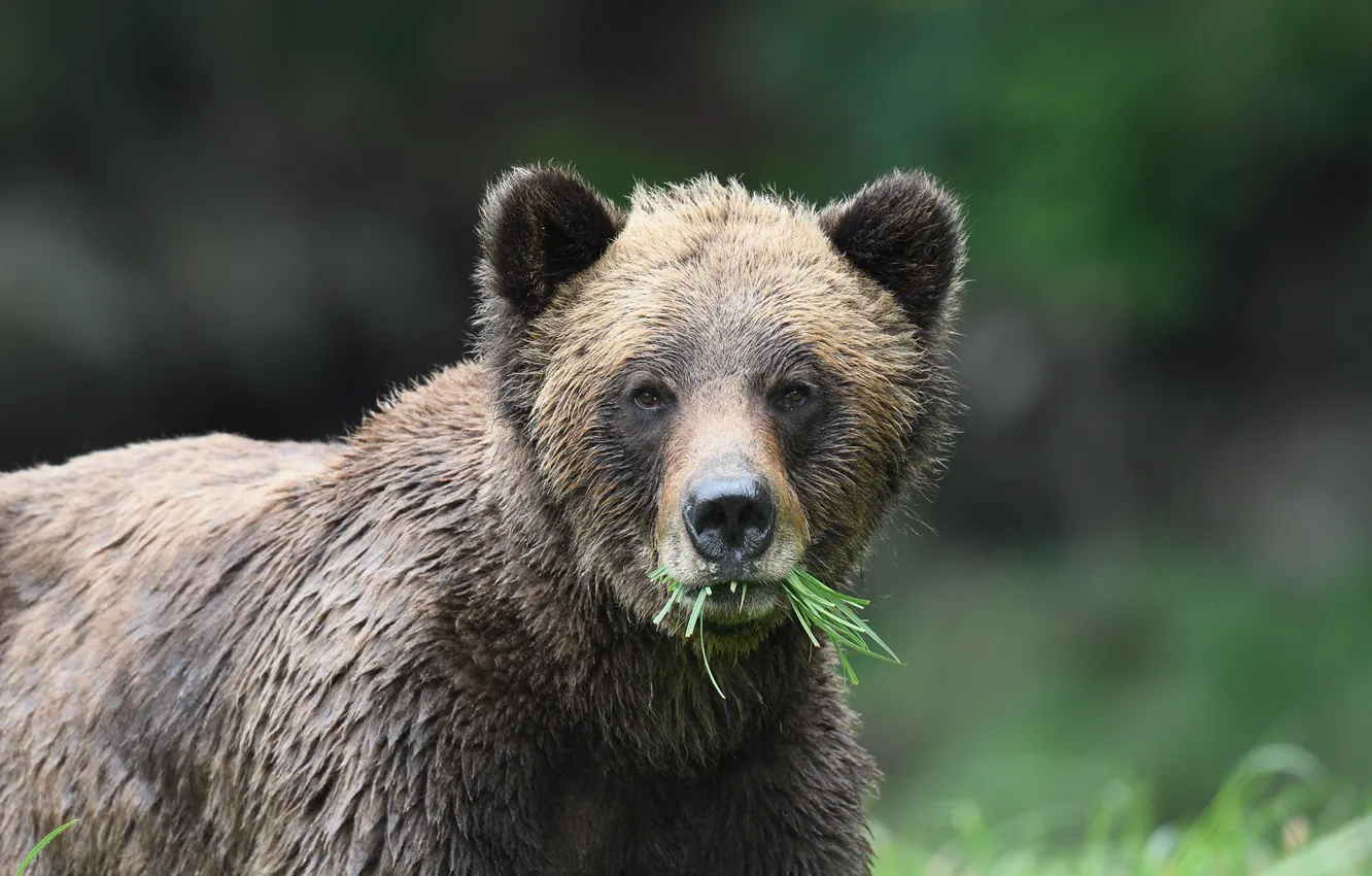 Photo wallpaper grass, look, face, portrait, bear, bear, herbivores