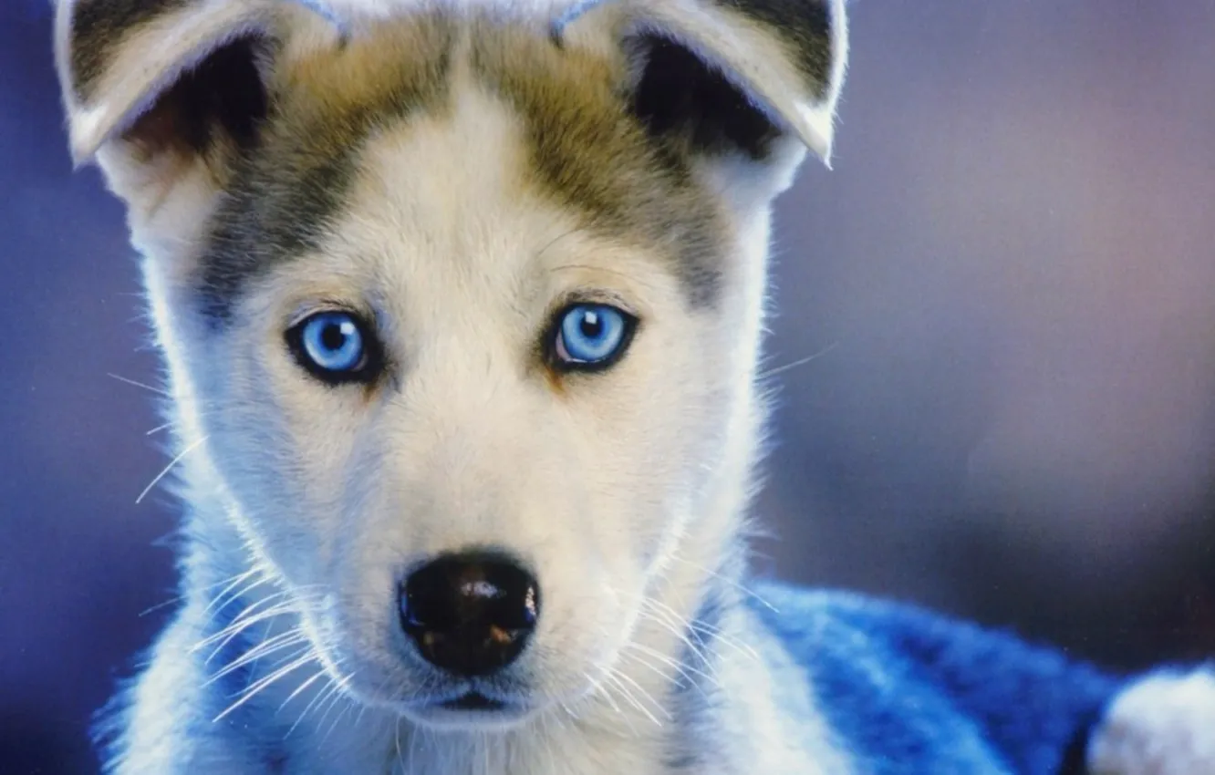 Photo wallpaper eyes, puppy, husky, doggie