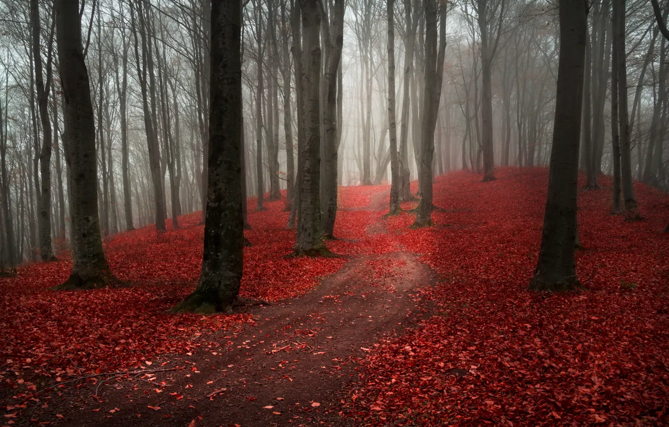 Photo wallpaper road, autumn, forest, leaves, trees, nature, fog, overcast