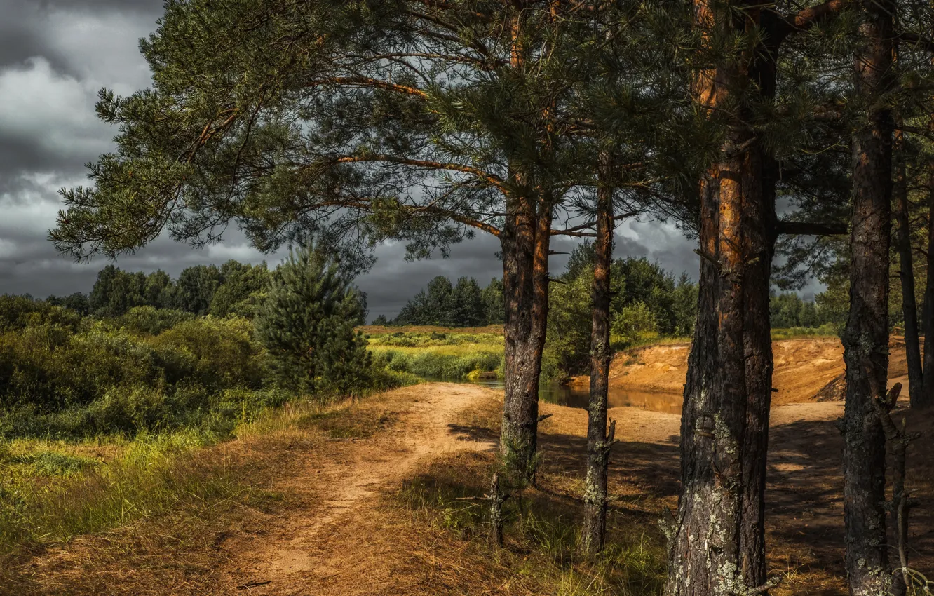 Photo wallpaper trees, landscape, clouds, nature, pine, path