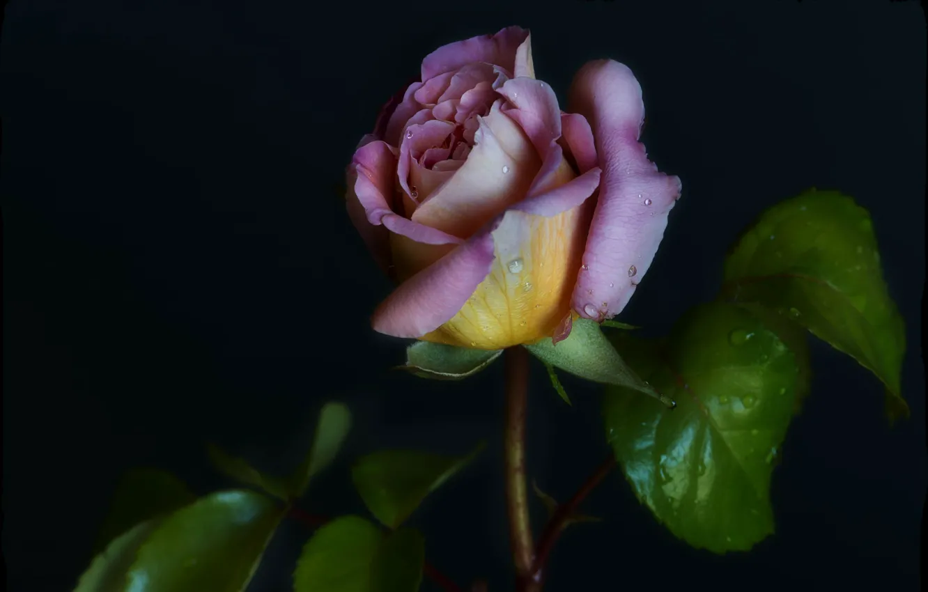 Photo wallpaper leaves, drops, roses
