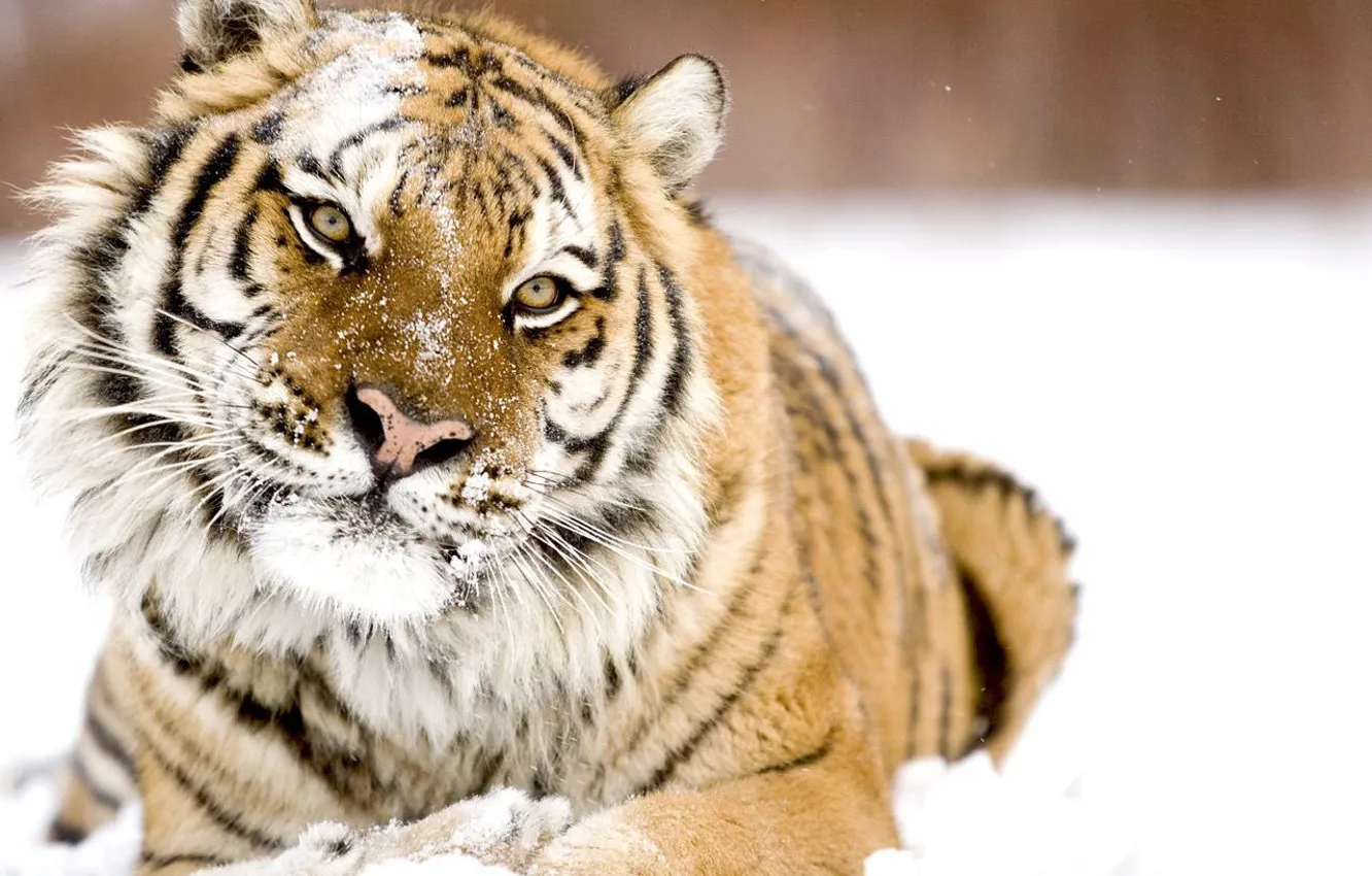 Photo wallpaper winter, look, snow, tiger