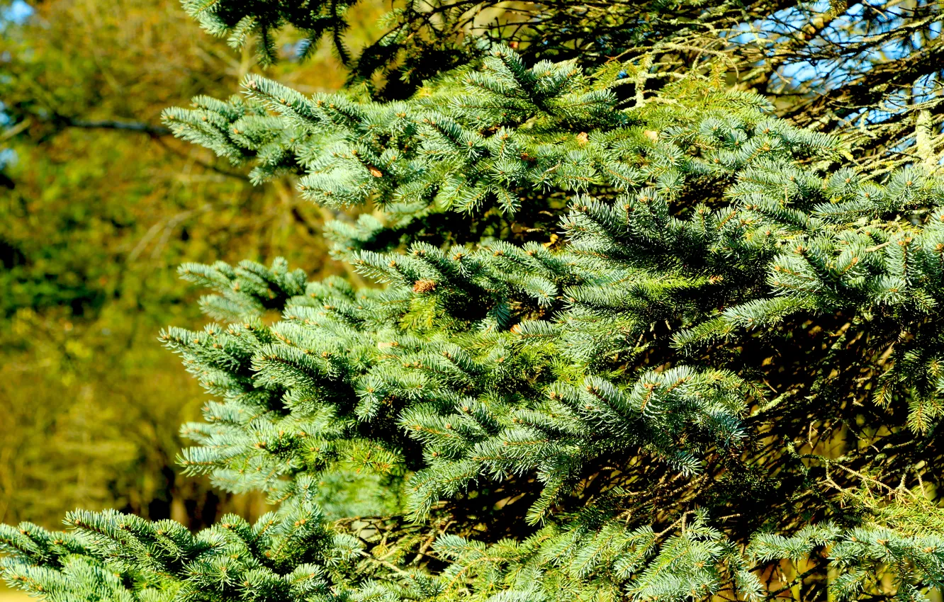 Photo wallpaper pine, spruce, twigs