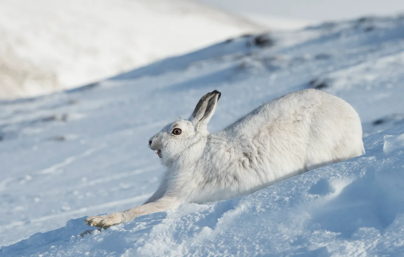 Photo wallpaper winter, face, snow, hare, running, profile, Bunny