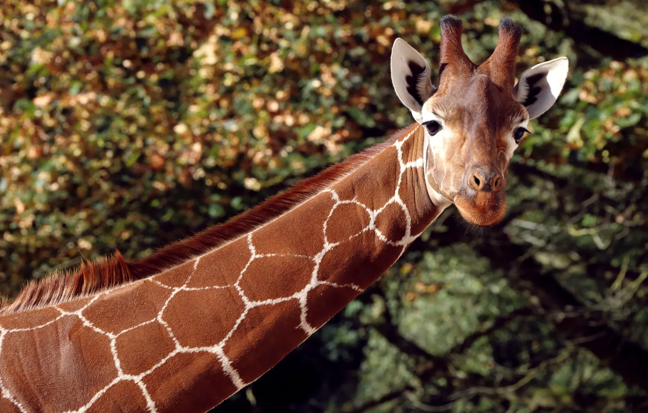 Photo wallpaper look, face, light, portrait, giraffe, neck