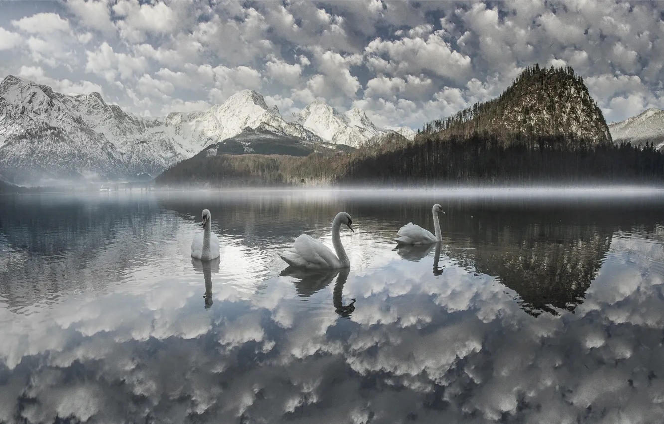 Photo wallpaper forest, clouds, landscape, mountains, nature, fog, lake, bird