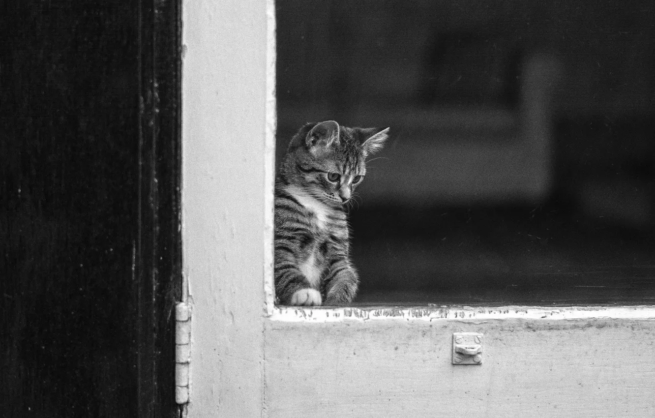 Photo wallpaper look, glass, kitty, black and white