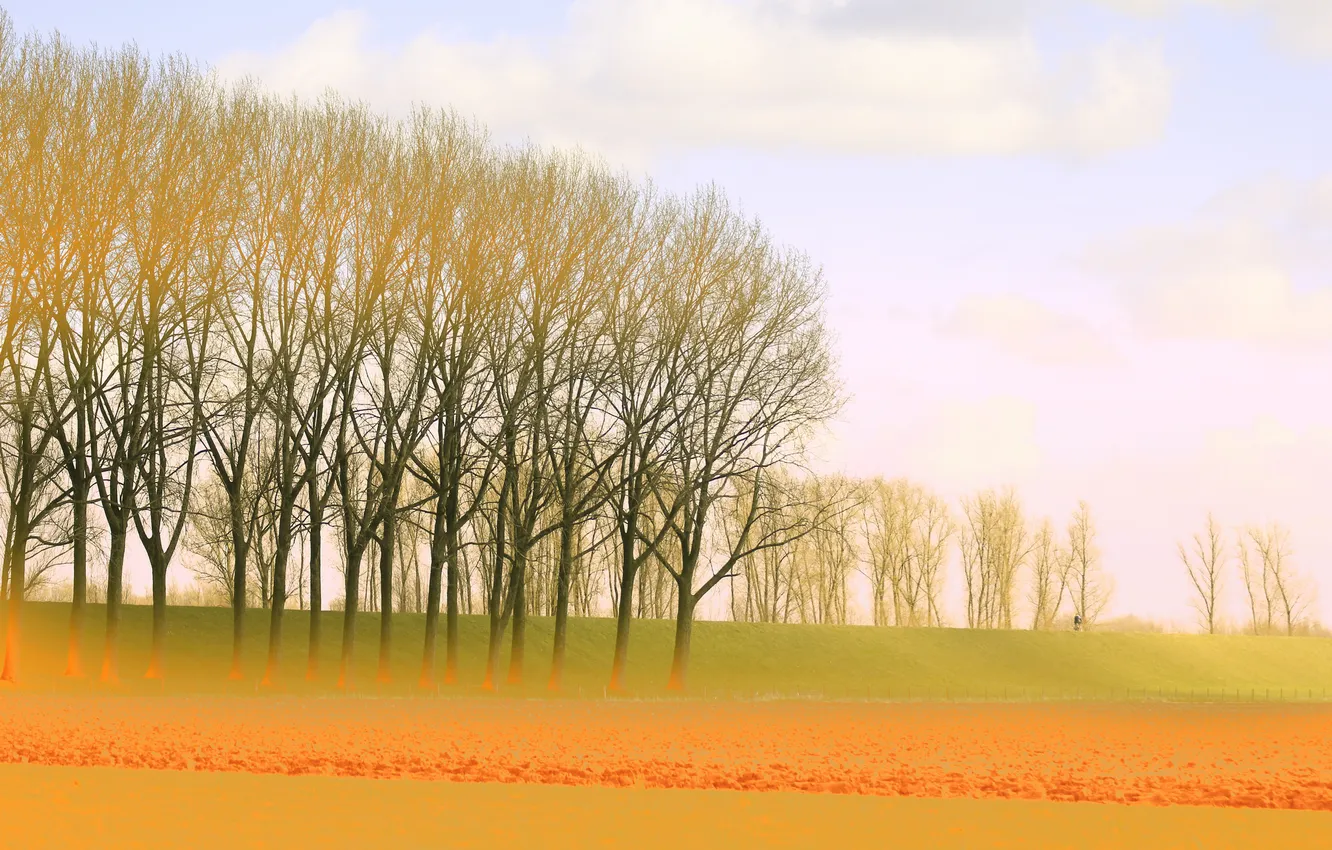 Photo wallpaper field, the sky, trees, haze