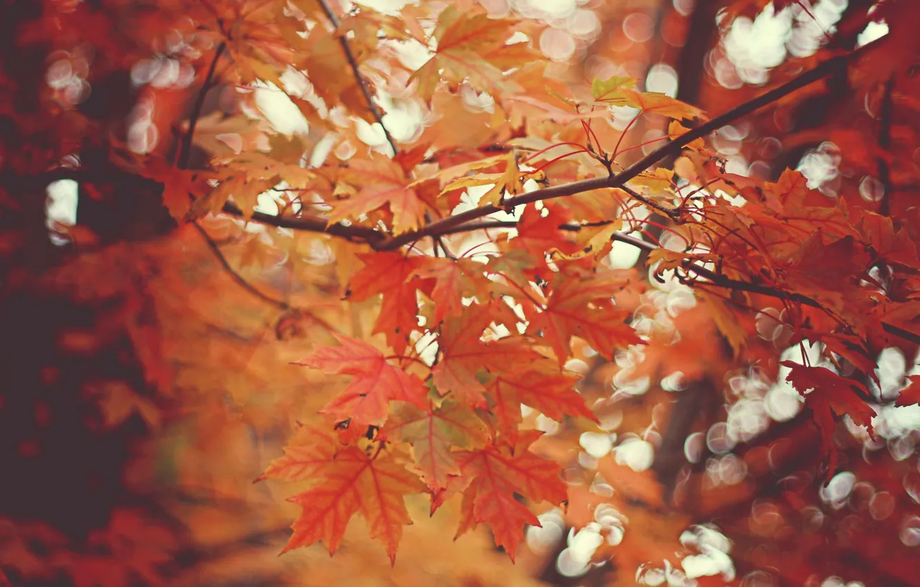 Photo wallpaper autumn, leaves, trees, nature, branch, bokeh