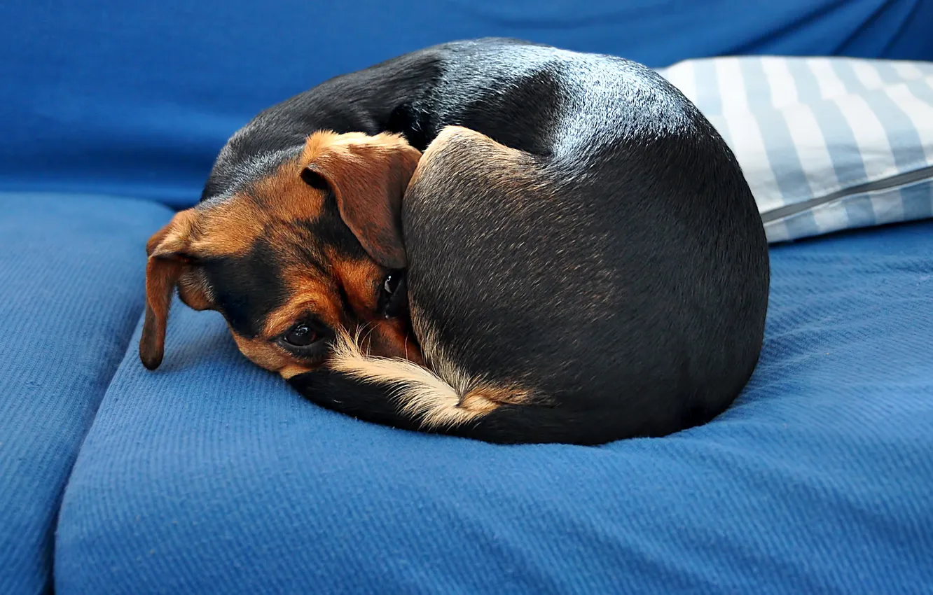 Photo wallpaper sofa, home, dog