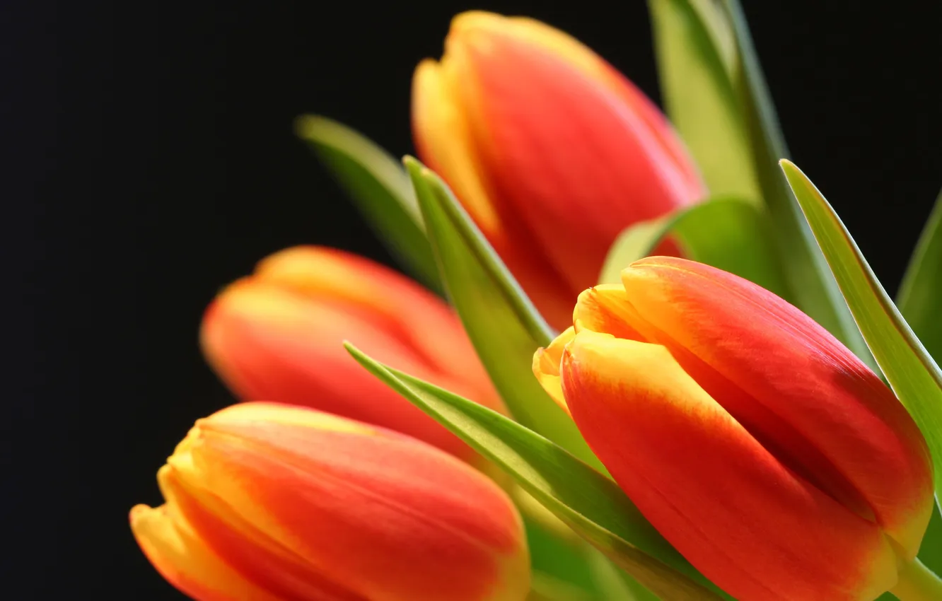 Photo wallpaper flowers, petals, tulips, buds