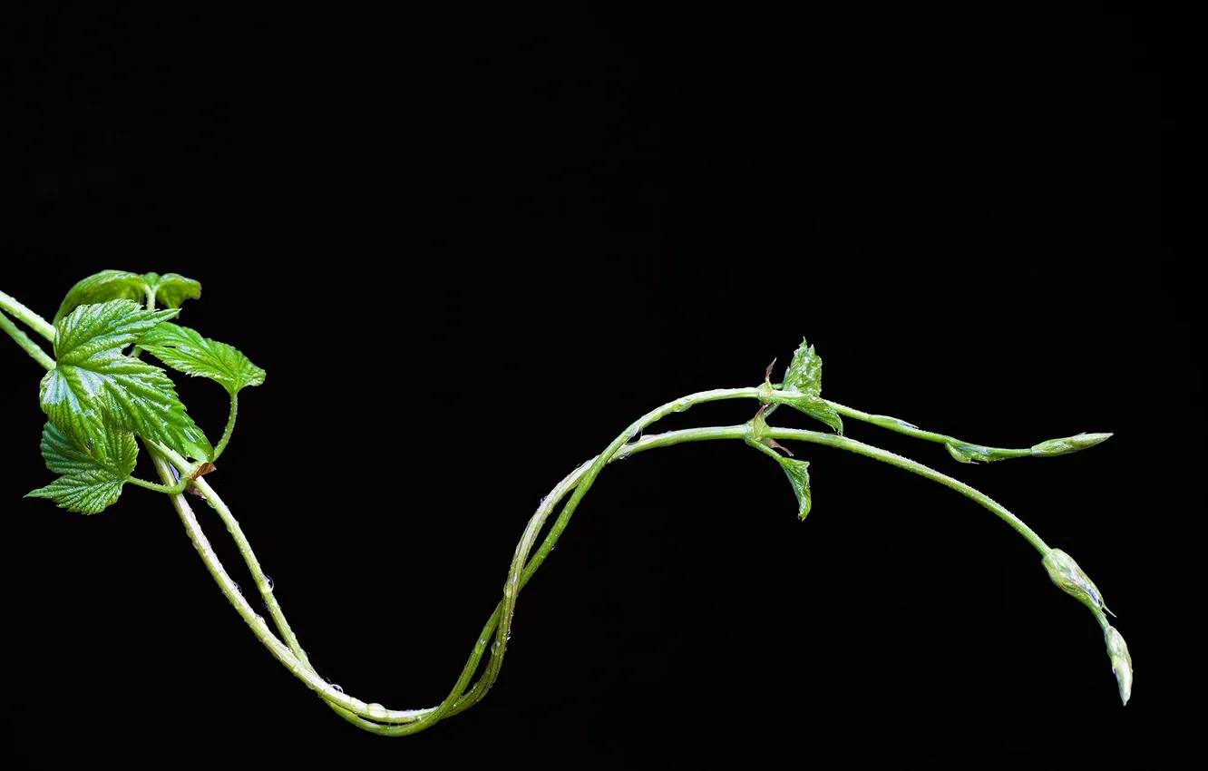 Photo wallpaper plant, black background, hops